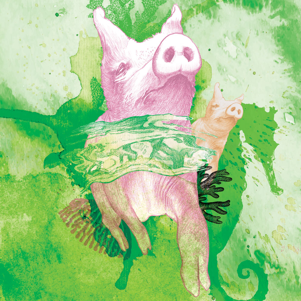 202112_T12BOA_#12Swine_lo